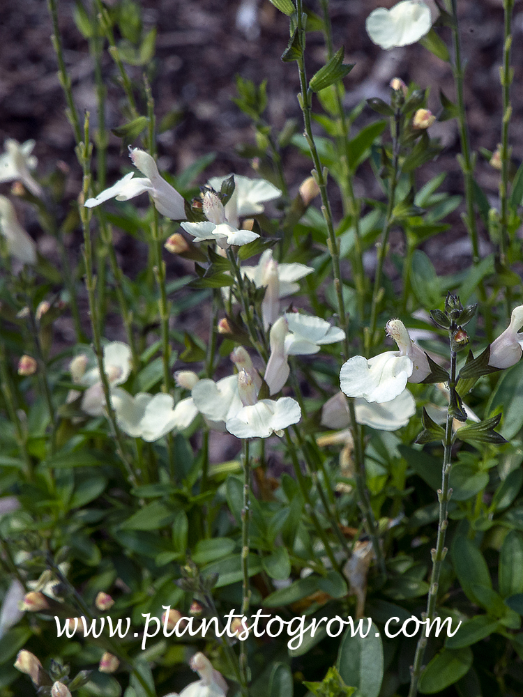 Salvia Mirage Cream (Salvia greggii)